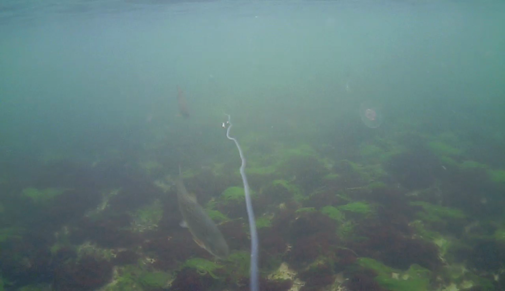 fiskeri-efter-havørreder-under-overfladen (8)