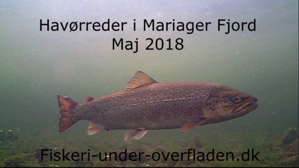 Havørreder i Mariager Fjord 3. maj 2018 (1) forside